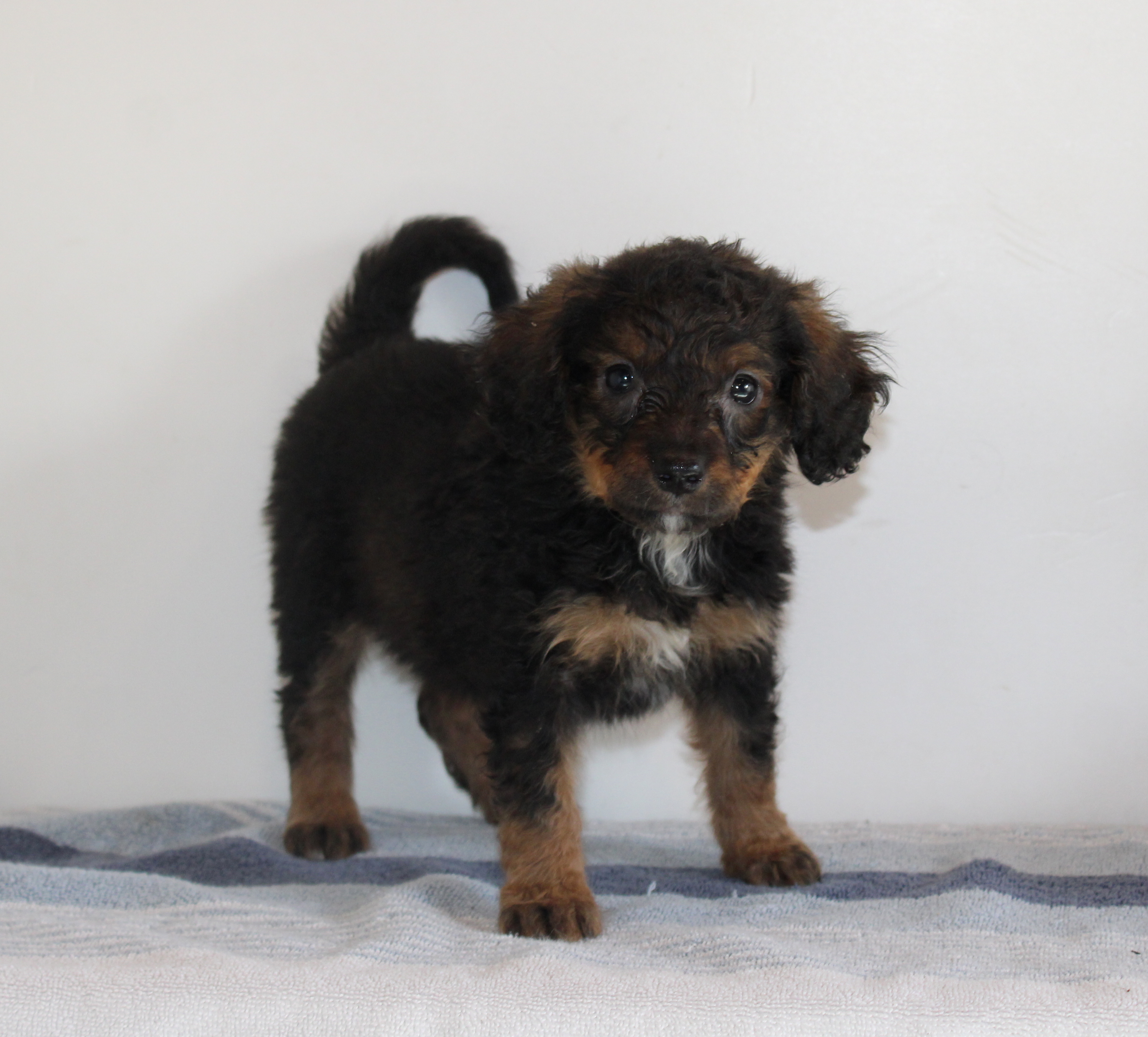 puppy, for, sale, Mini Goldendoodle F1B, Matthew B. Stoltzfus, dog, breeder, Gap, PA, dog-breeder, puppy-for-sale, forsale, nearby, find, puppyfind, locator, puppylocator, aca